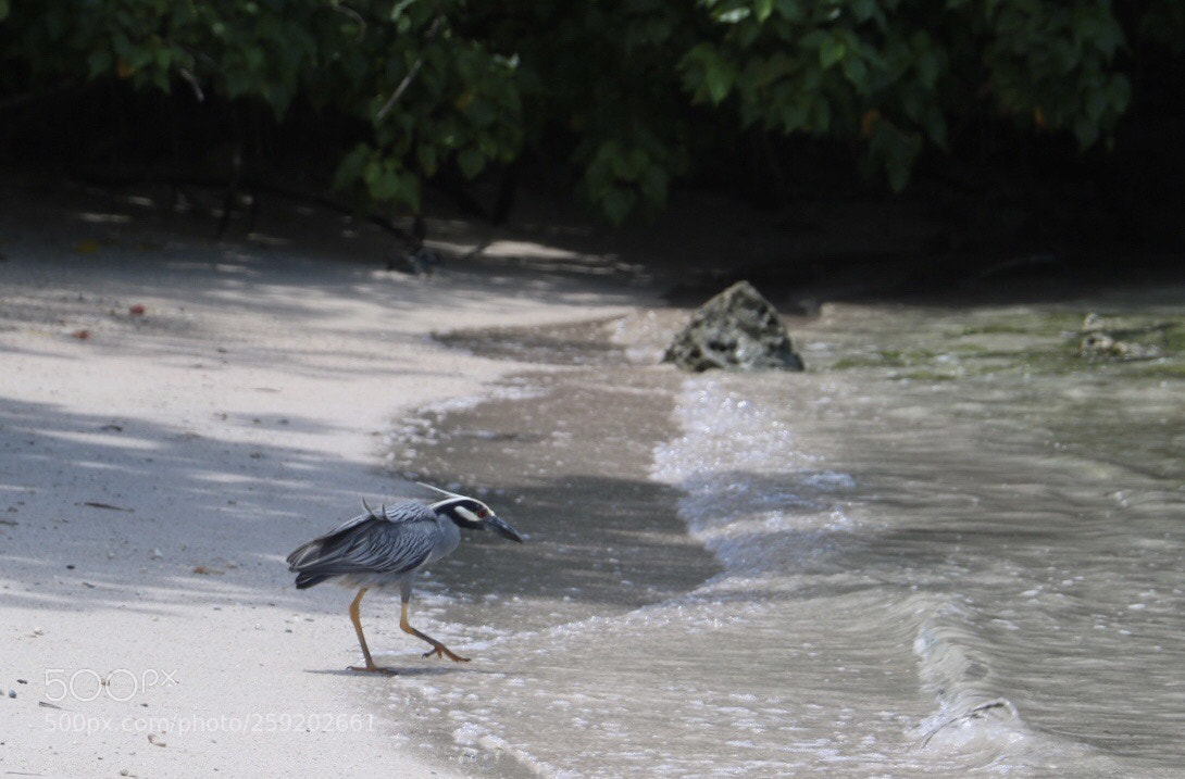 Canon EOS 750D (EOS Rebel T6i / EOS Kiss X8i) sample photo. Is the water cold? photography
