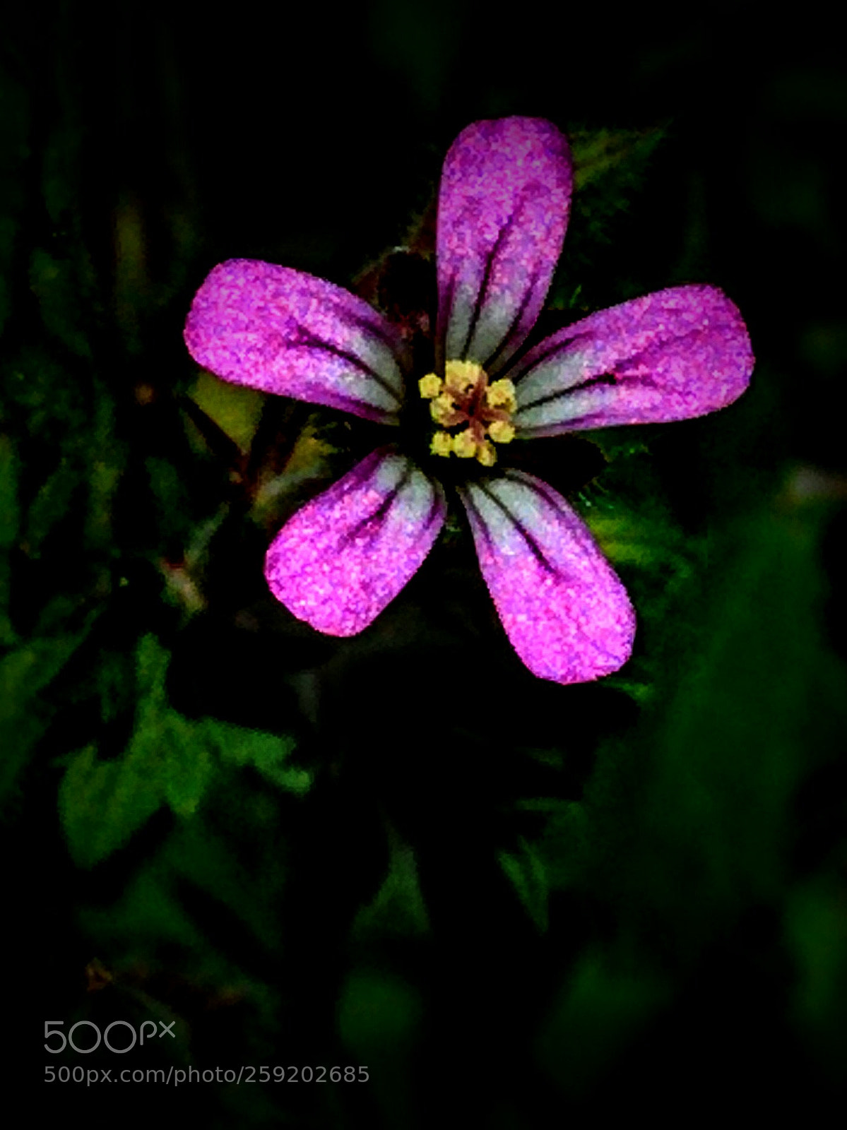 LG Nexus 5 sample photo. Herb robert photography