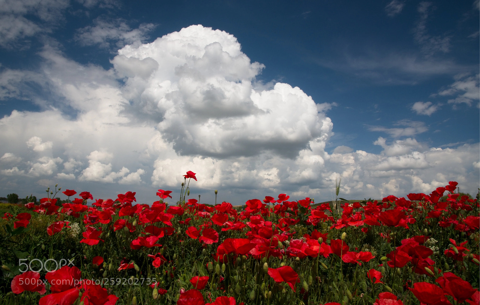 Nikon D800 sample photo. Primavera
 photography