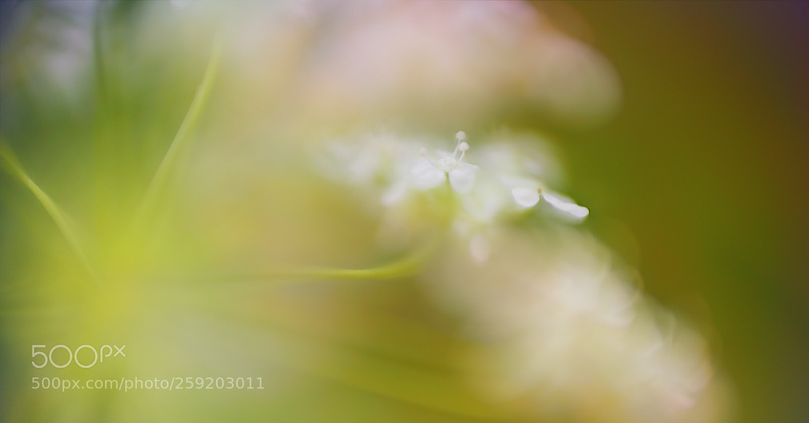 Sony a7R II sample photo. Sinnvolle sinnlichkeit ... photography