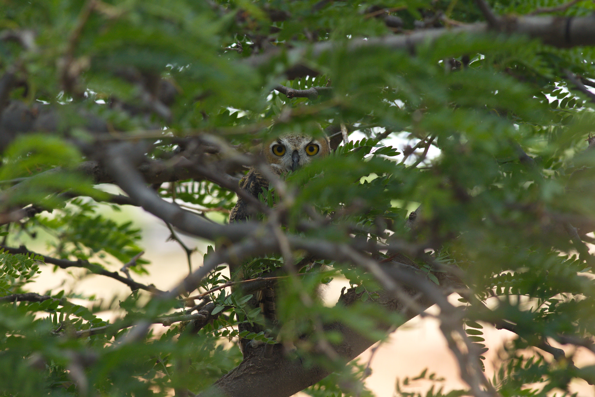 Canon EOS 7D Mark II + Canon EF 400mm F5.6L USM sample photo. The night stalker photography