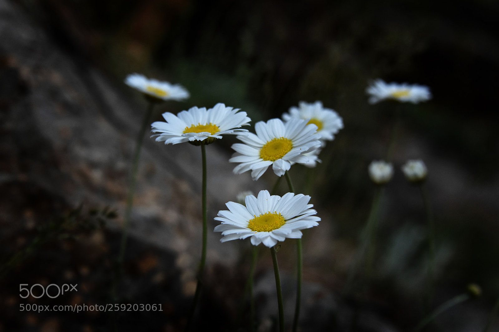 Nikon D7200 sample photo. Daisy photography