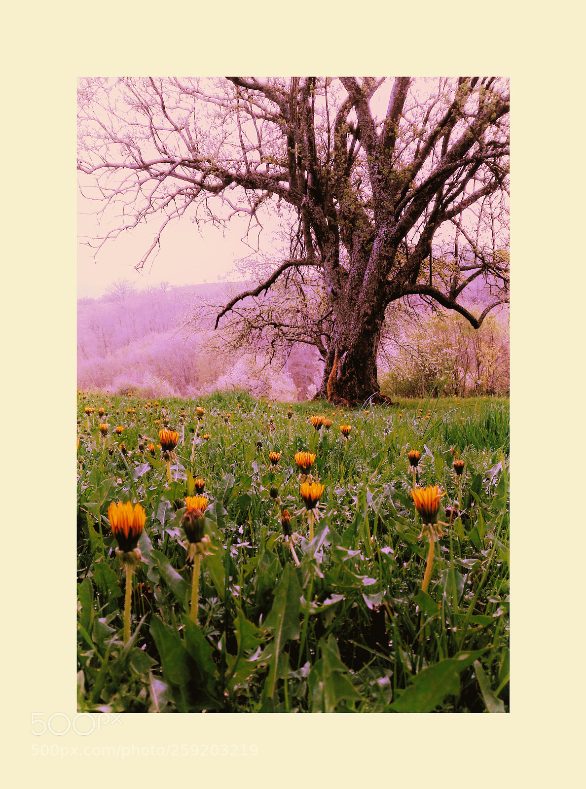 HUAWEI P8 Lite sample photo. Spring in dobrovnica, kriva photography