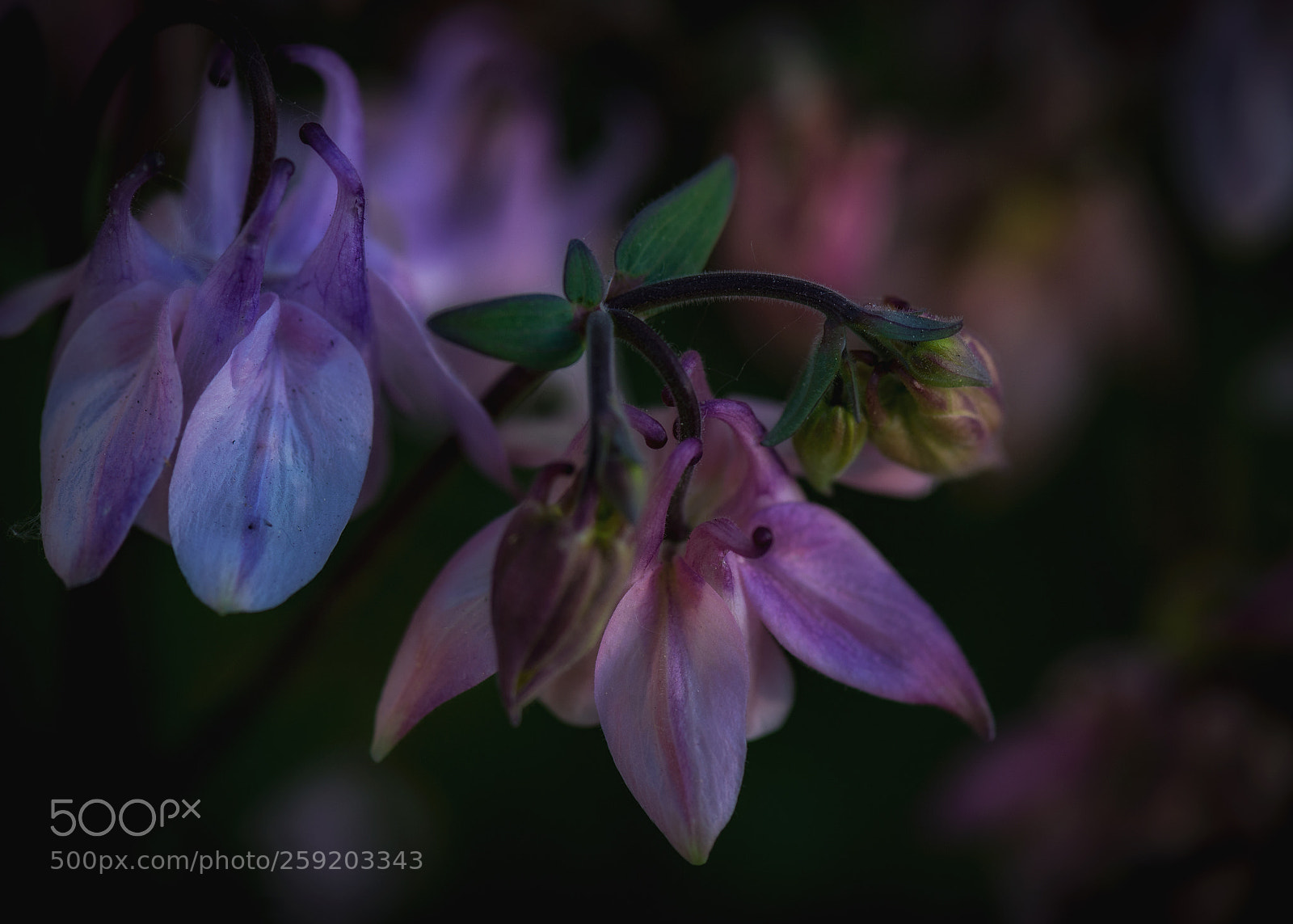 Nikon D4 sample photo. Columbines photography
