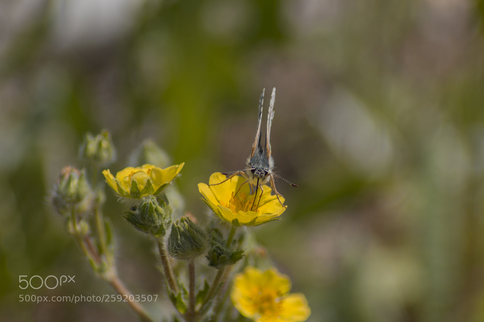 Canon EOS 60D sample photo. Butterfly photography