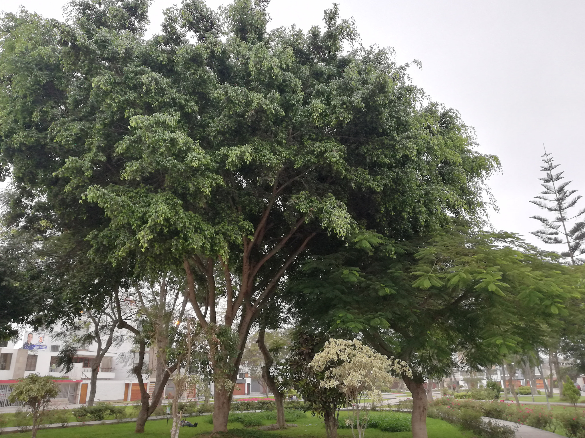 HUAWEI Mate 10 Lite sample photo