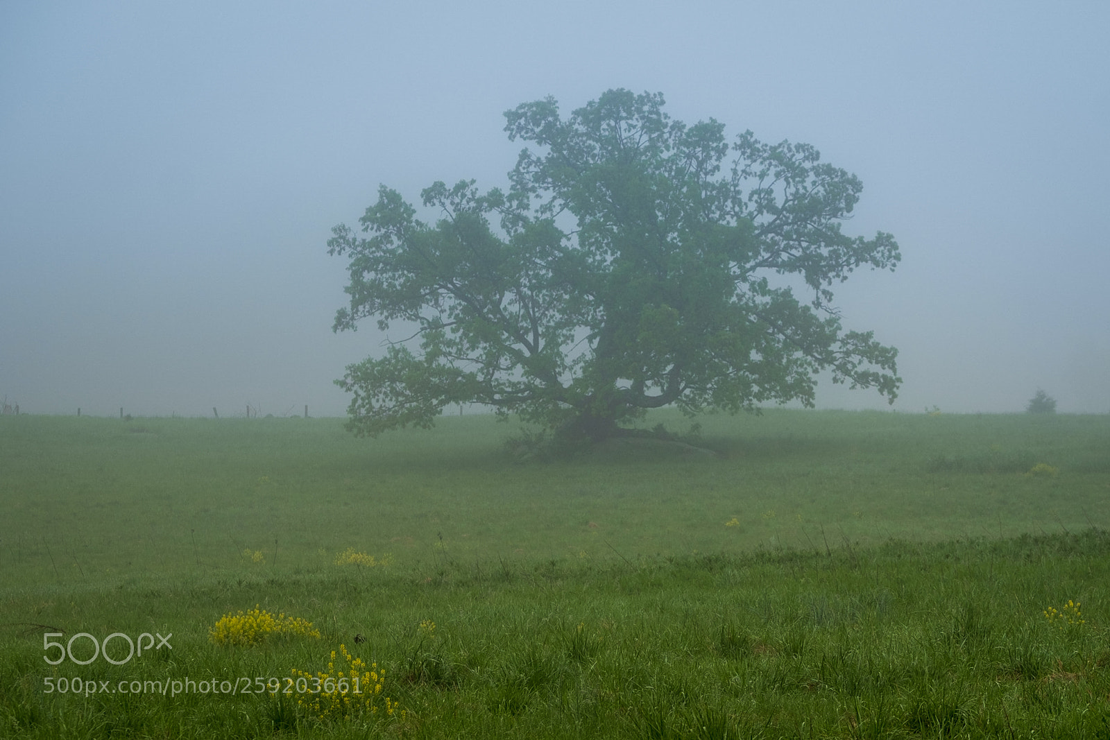 Fujifilm X-T2 sample photo. Tree photography