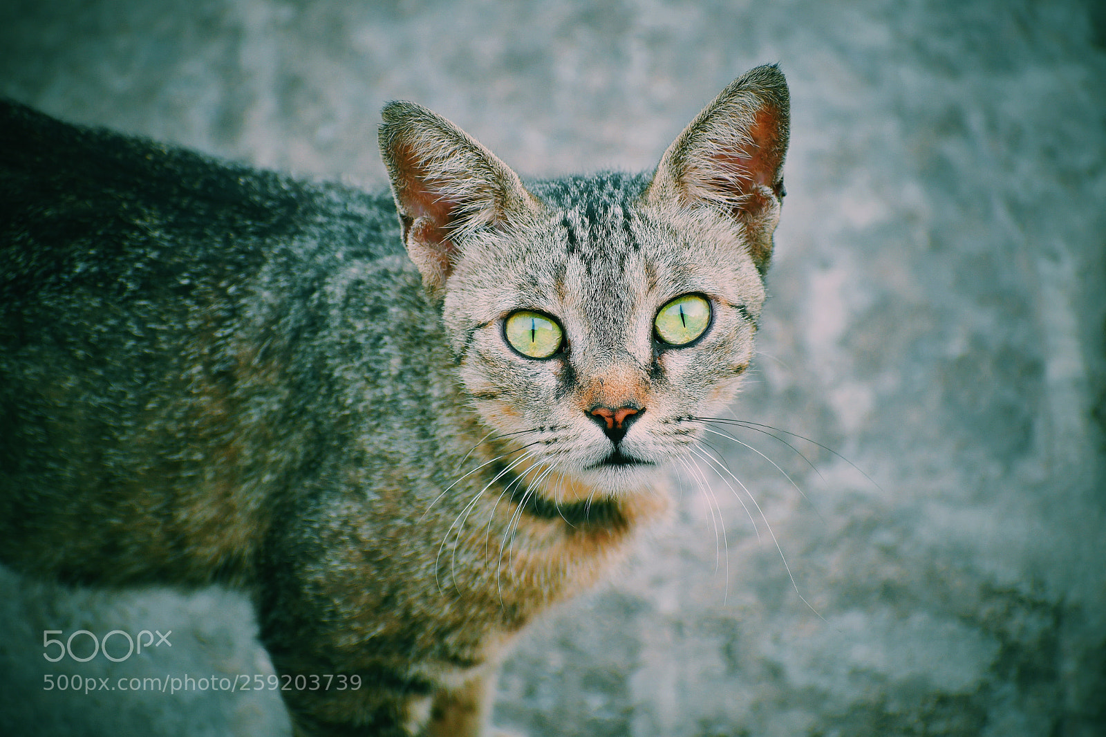 Nikon D7500 sample photo. Beauty of nature photography