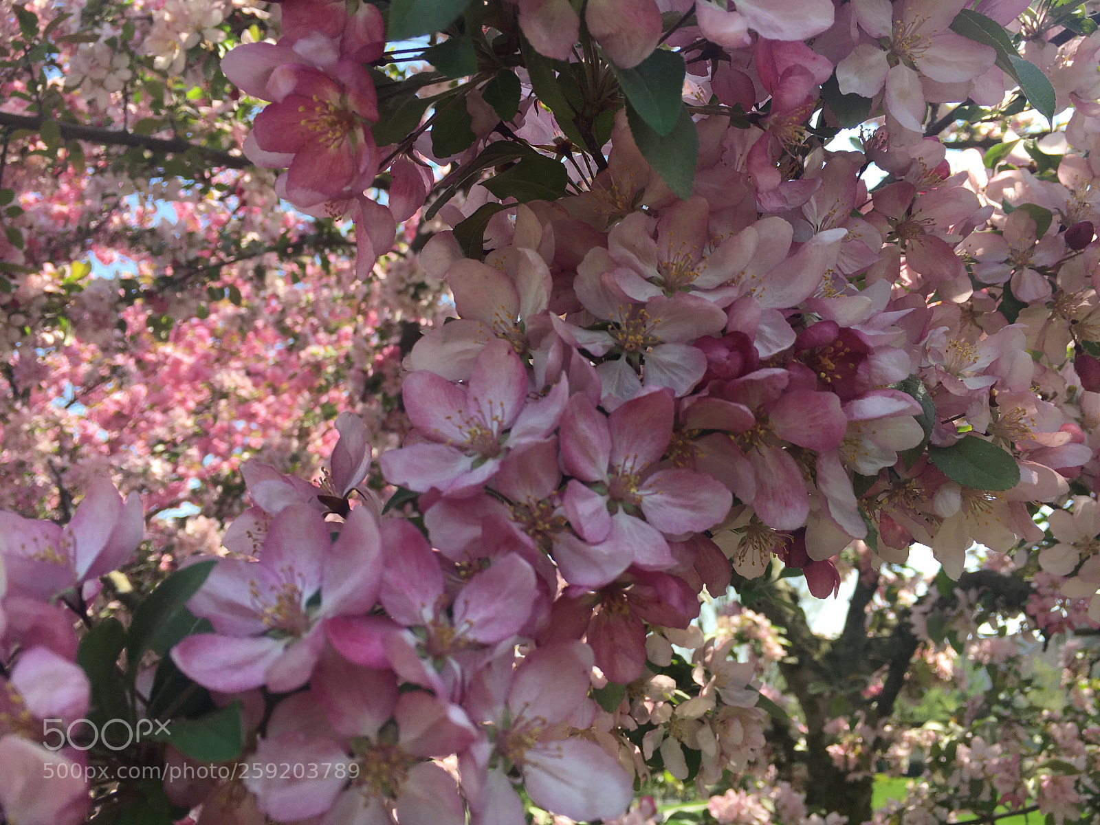 Apple iPhone 6s sample photo. Beautiful pink flower tree photography