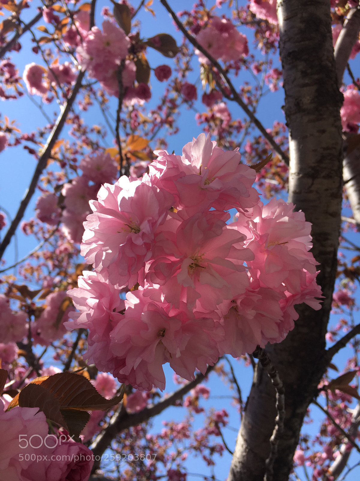 Apple iPhone 6s sample photo. Pink flower tree : spring. photography