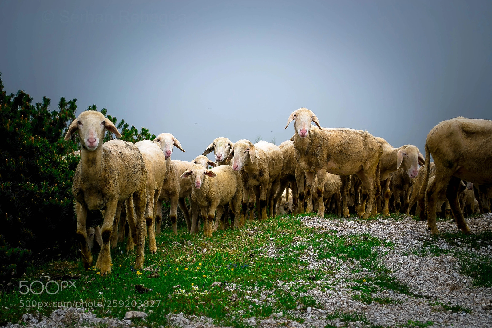 Nikon D3100 sample photo. Sheep happens photography