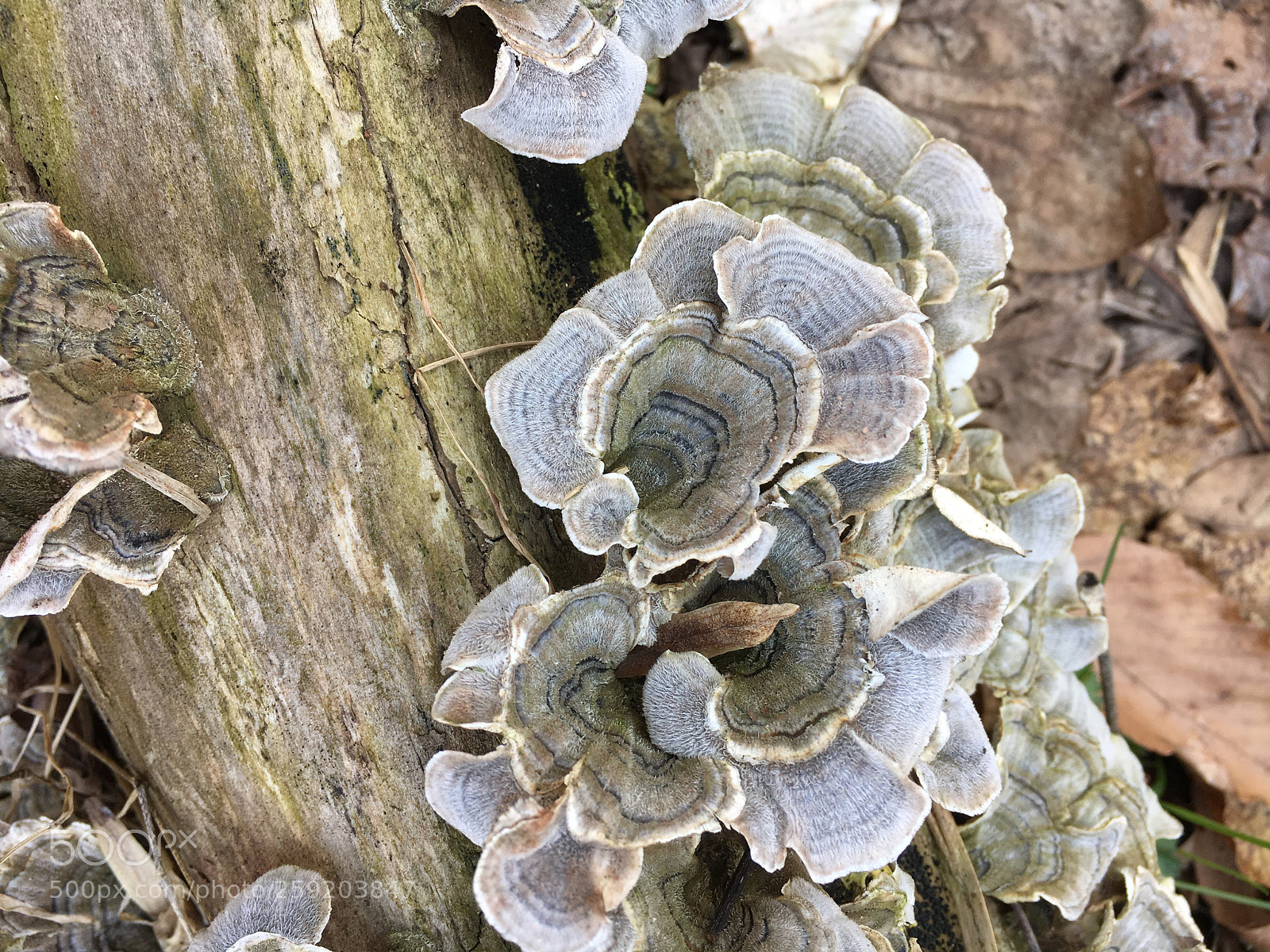 Apple iPhone 6s sample photo. Driftwood with mushrooms : texture. photography