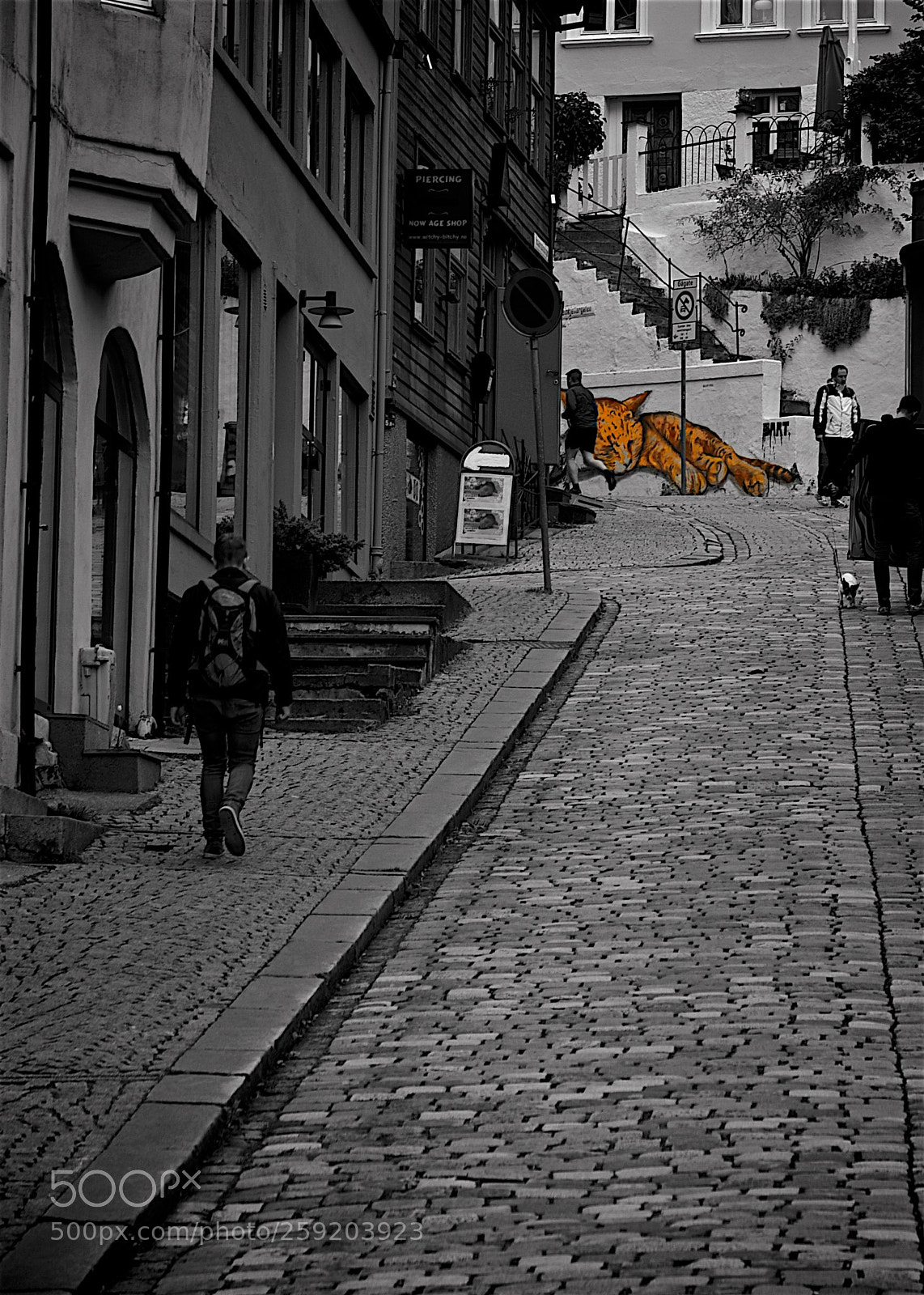 Pentax K-5 sample photo. Street cat photography