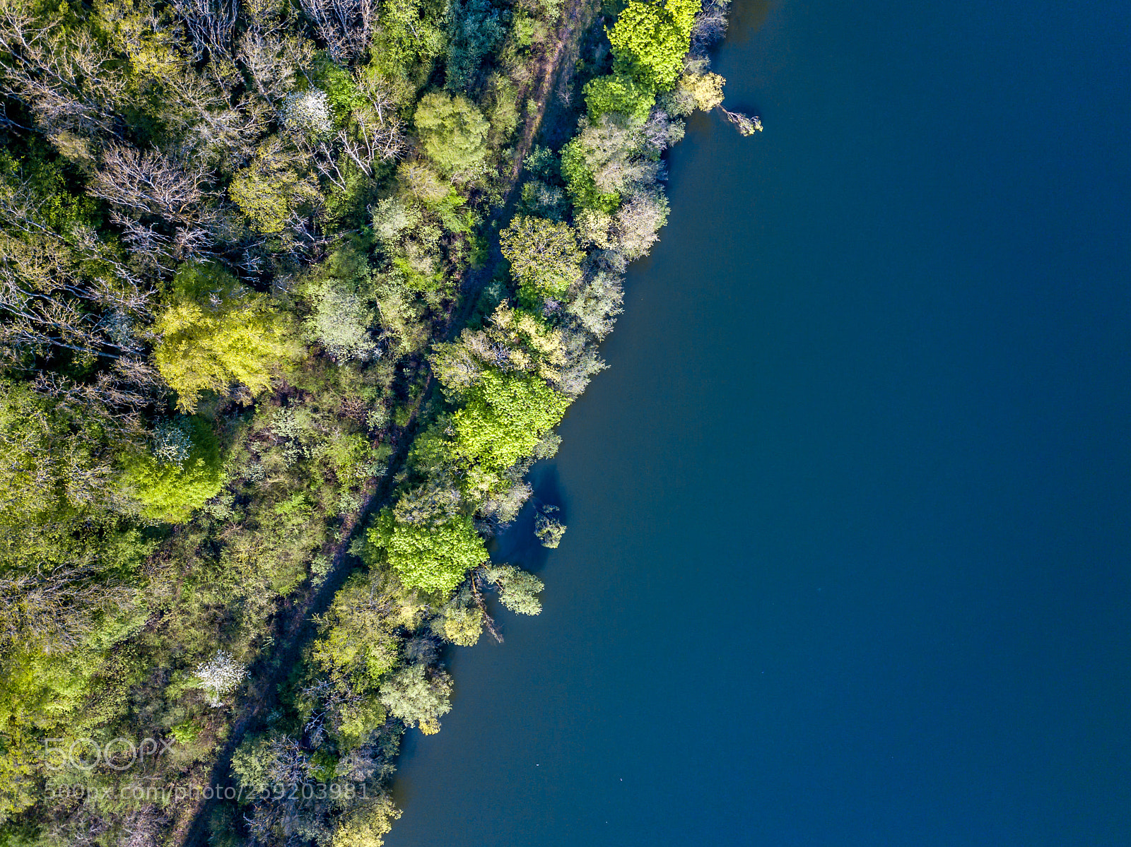 DJI FC220 sample photo. Water and trees photography