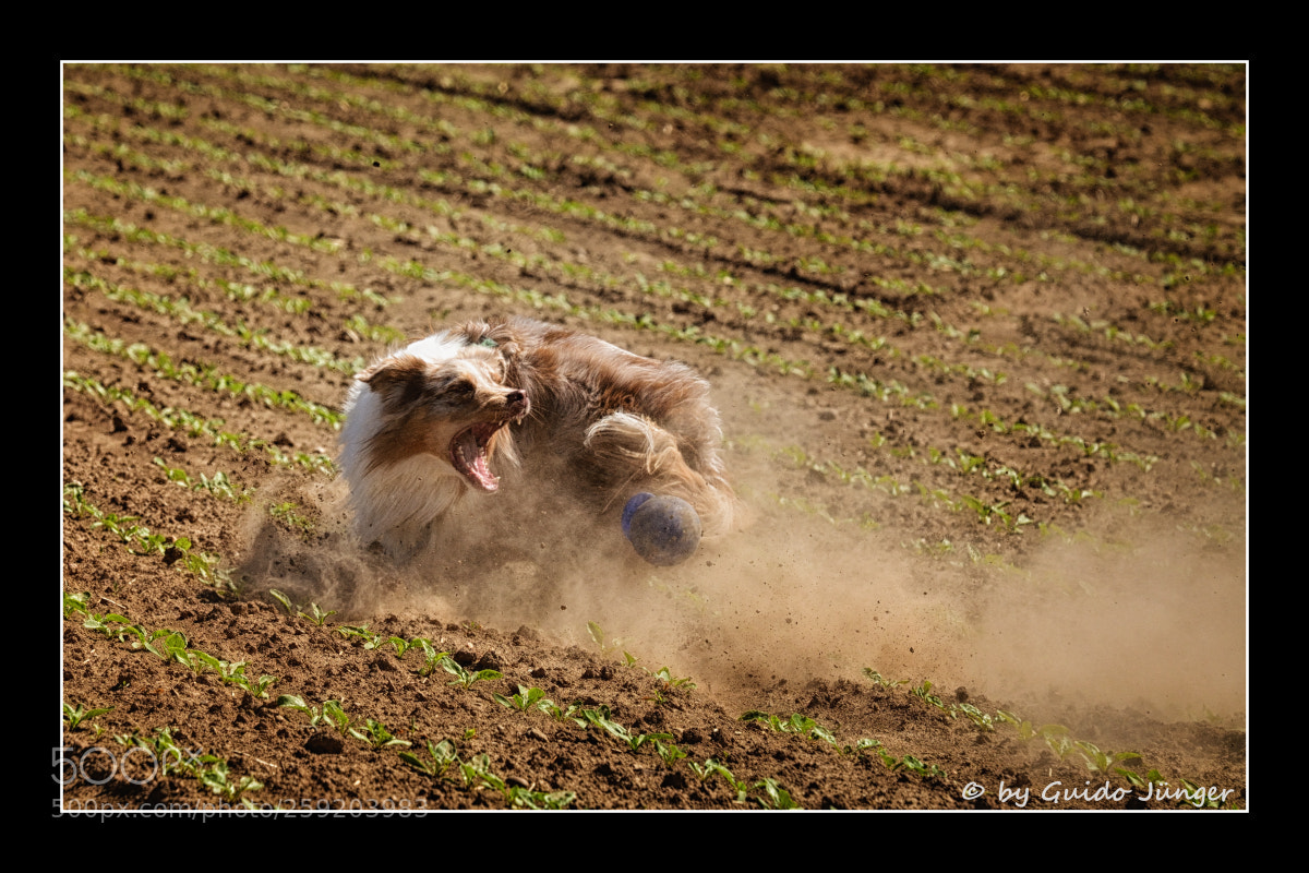 Nikon D7100 sample photo. Action im feld photography
