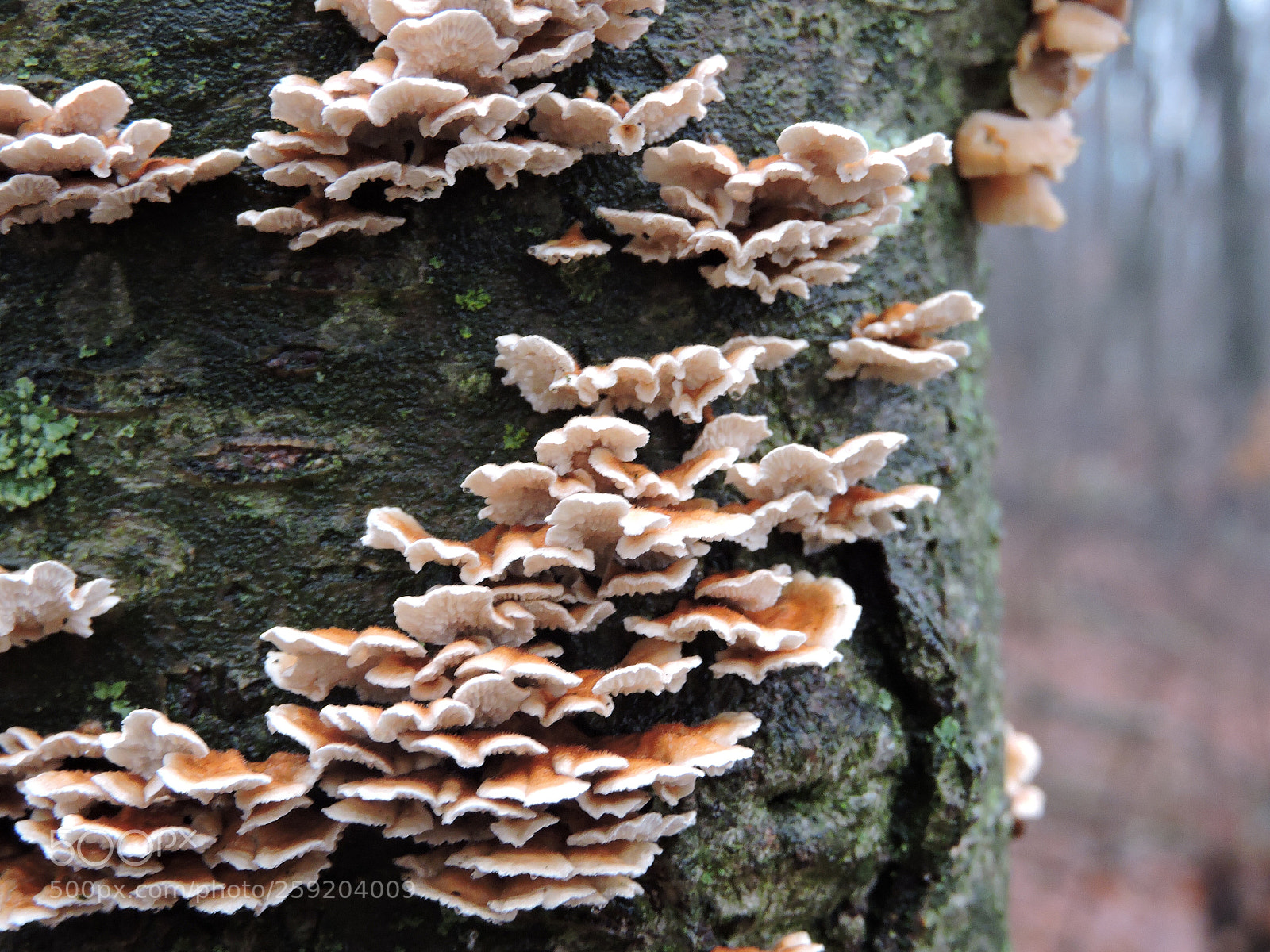 Nikon Coolpix P600 sample photo. Mushrooms growing on tree photography