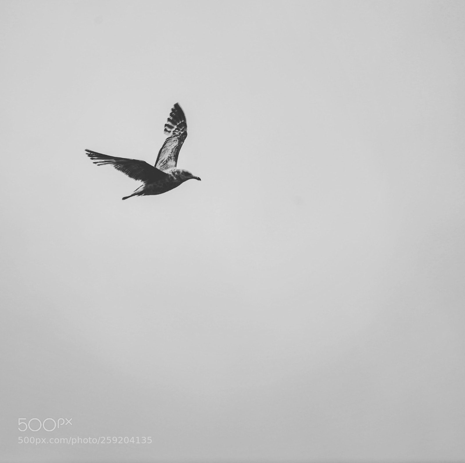 Sony a7 III sample photo. Another bird photography