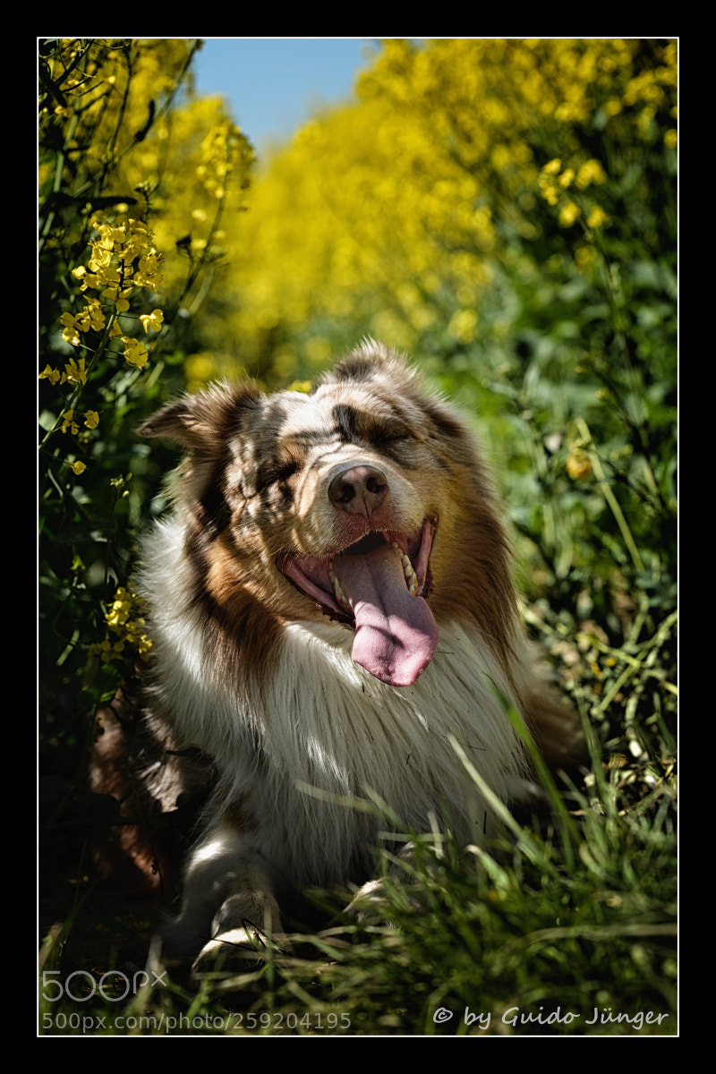 Nikon D7100 sample photo. Pause photography