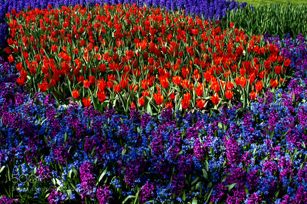 Canon EOS 7D sample photo. Keukenhof photography