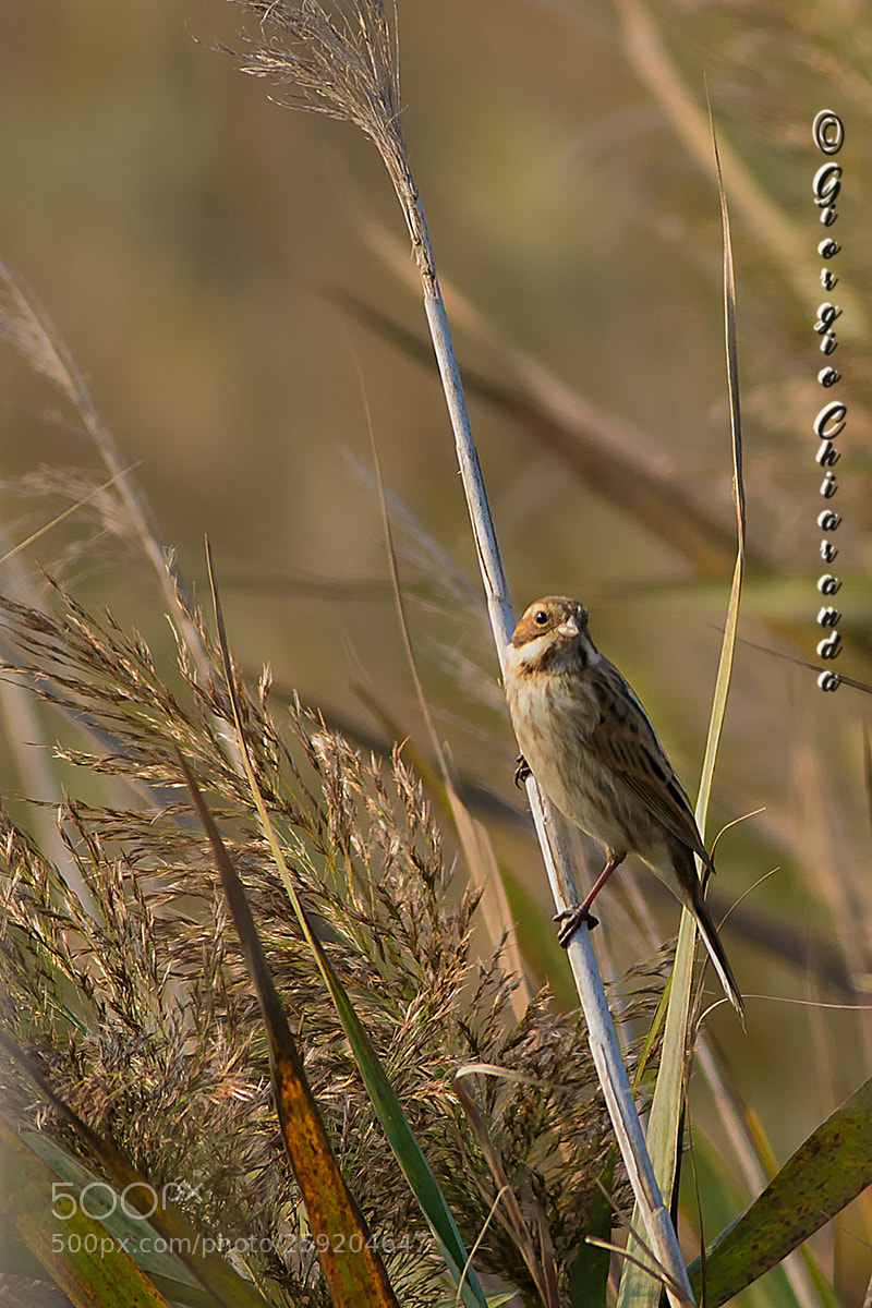 Canon EOS 7D Mark II sample photo. Migliarino di palude emberiza photography