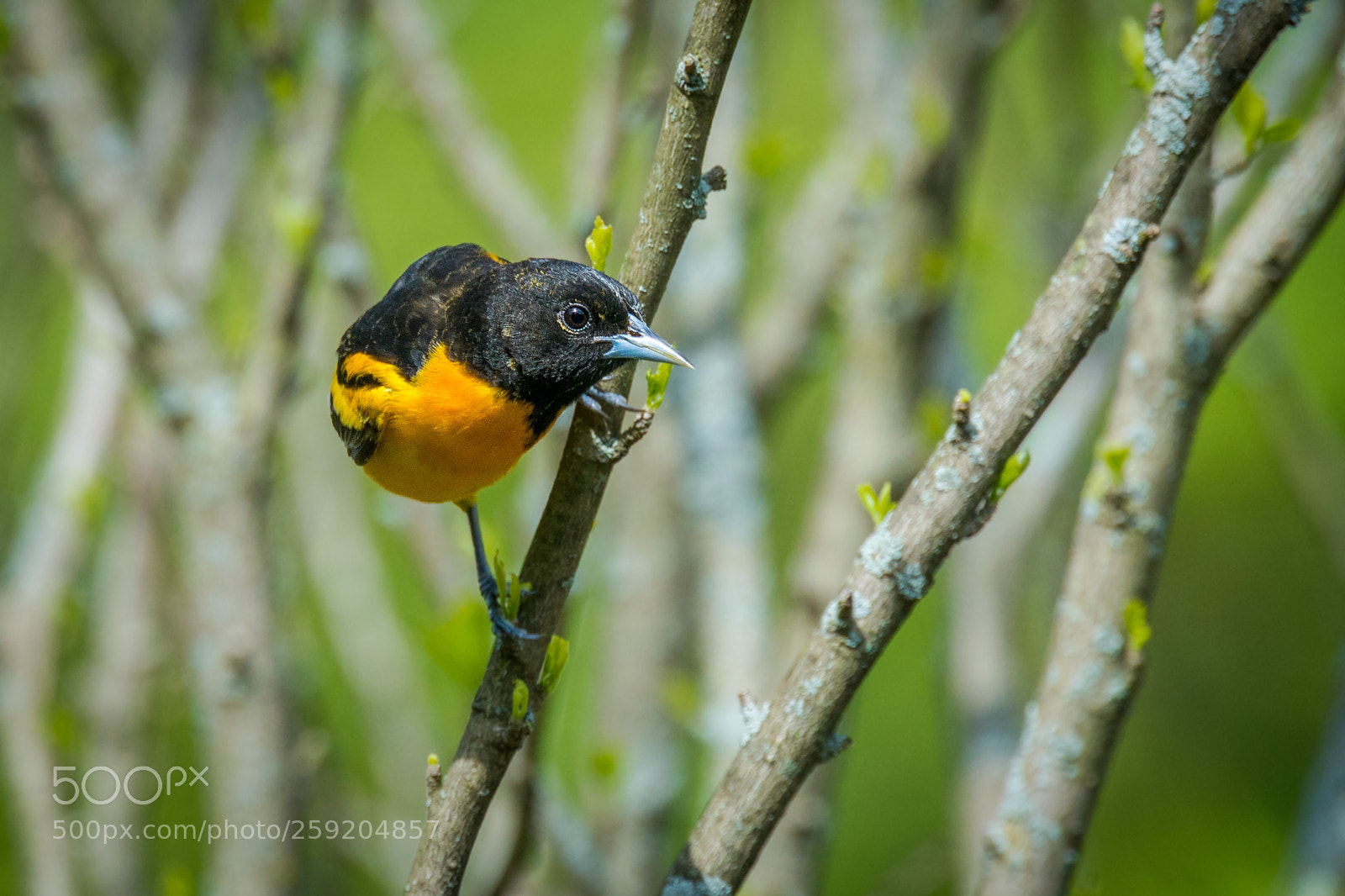 Nikon D7200 sample photo. Oriole photography