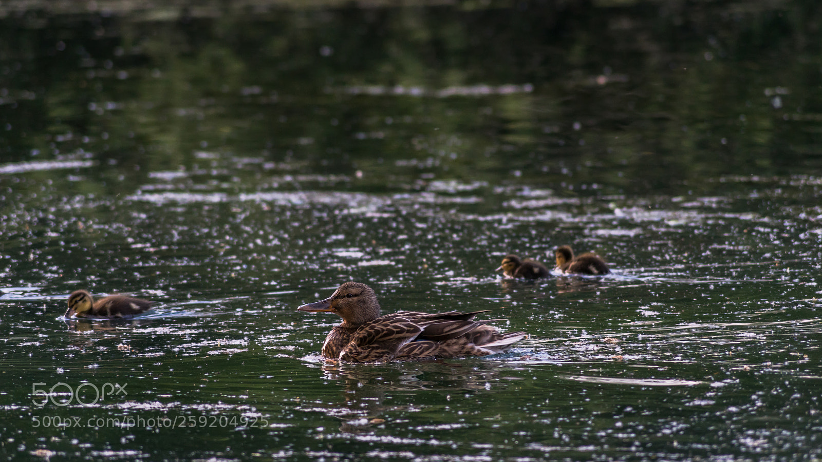 Sony ILCA-77M2 sample photo. Happy family photography