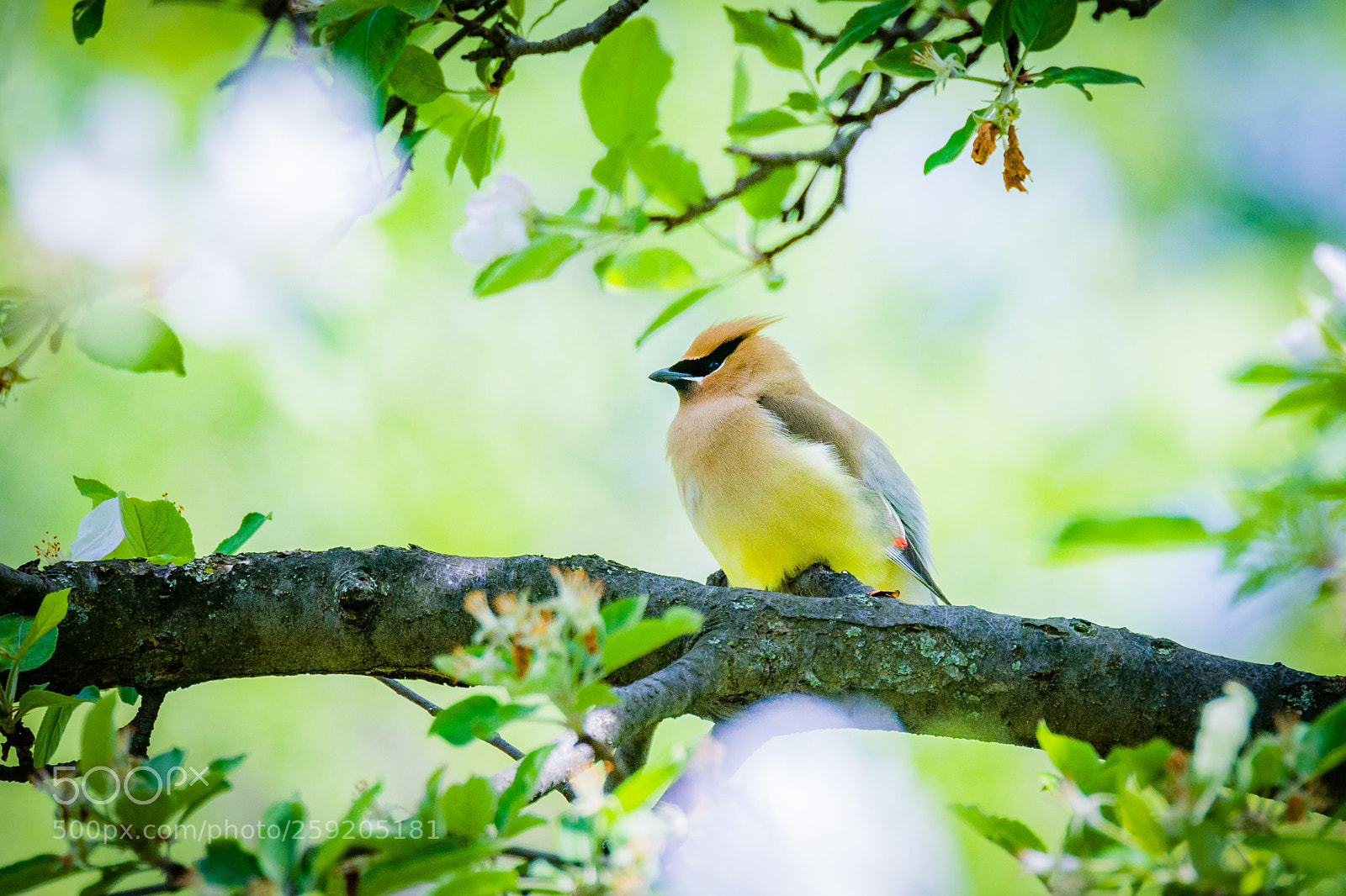 Nikon D7200 sample photo. Cedar waxwing photography