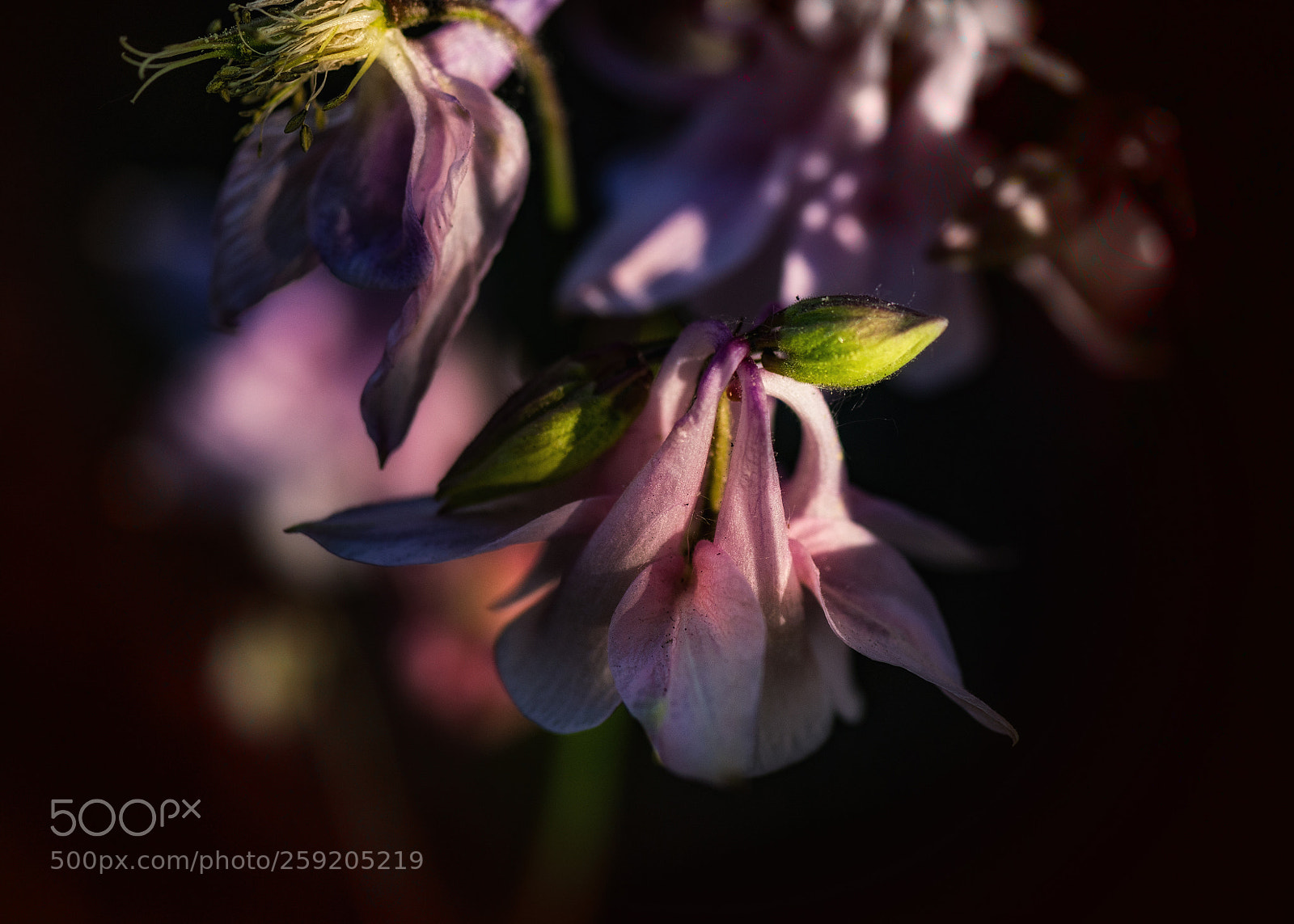 Nikon D4 sample photo. Magenta columbine photography