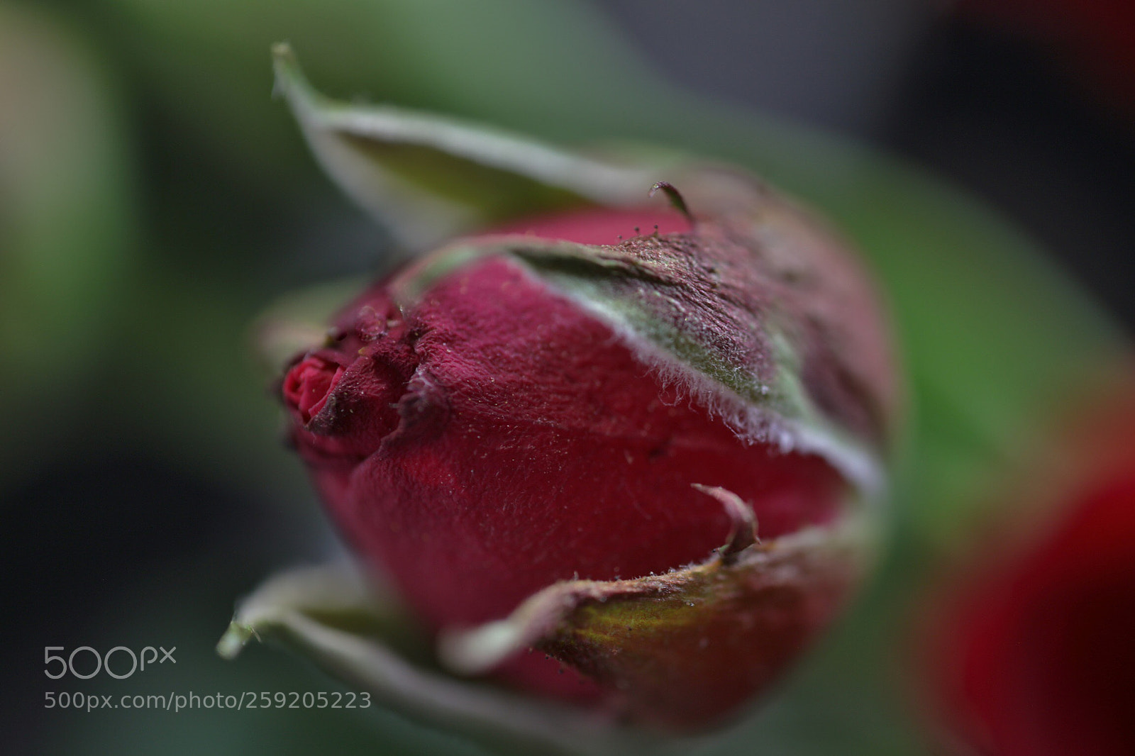 Canon EOS 5DS sample photo. Untitled photography
