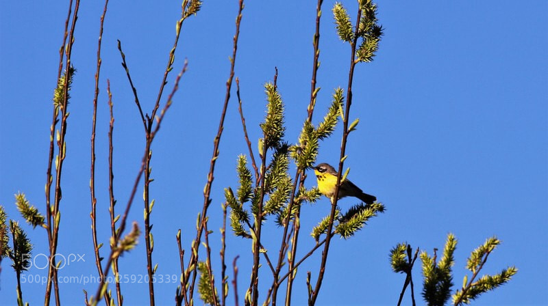Canon EOS 700D (EOS Rebel T5i / EOS Kiss X7i) sample photo. Paruline du canada. m photography