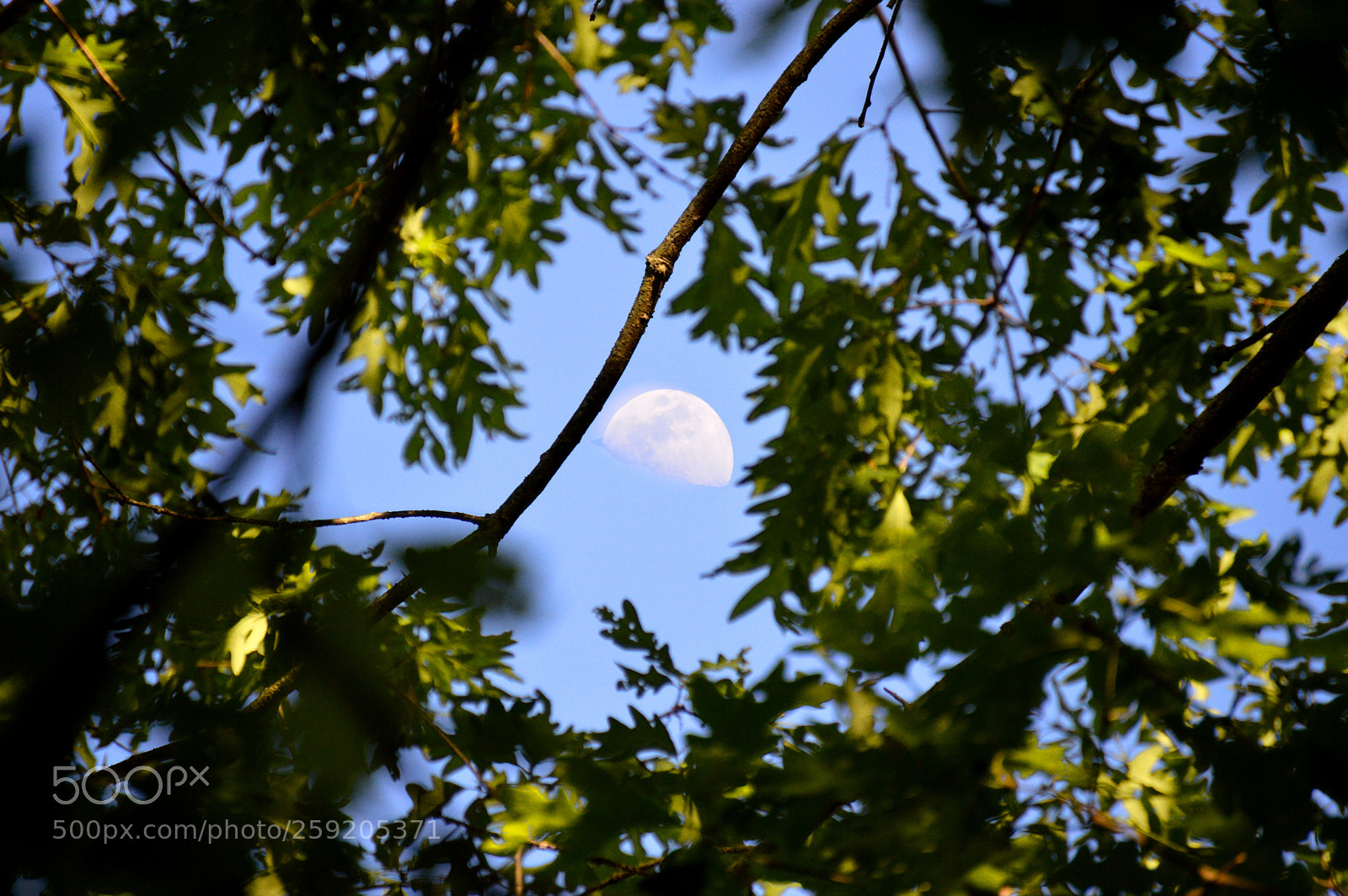 Nikon D3200 sample photo. Moon tree photography