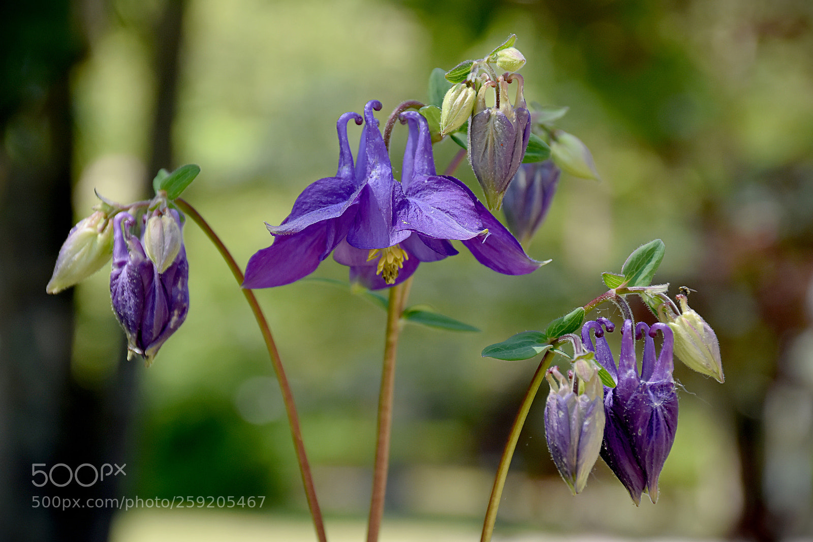 Nikon D7200 sample photo. Aquilegia photography