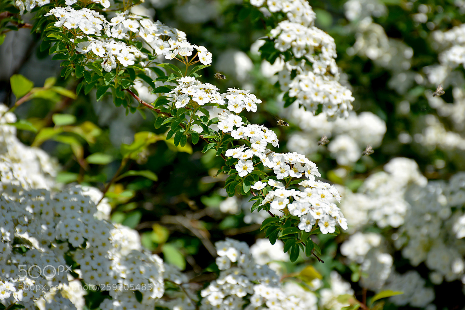 Nikon D7200 sample photo. Pollen squadron photography