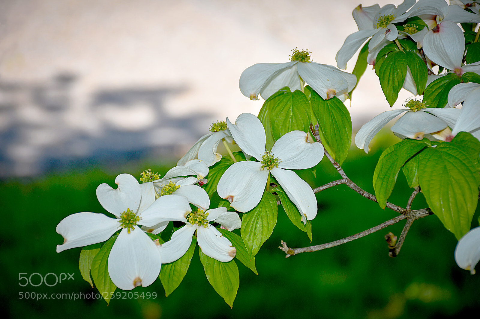 Nikon D7200 sample photo. Dogwood photography