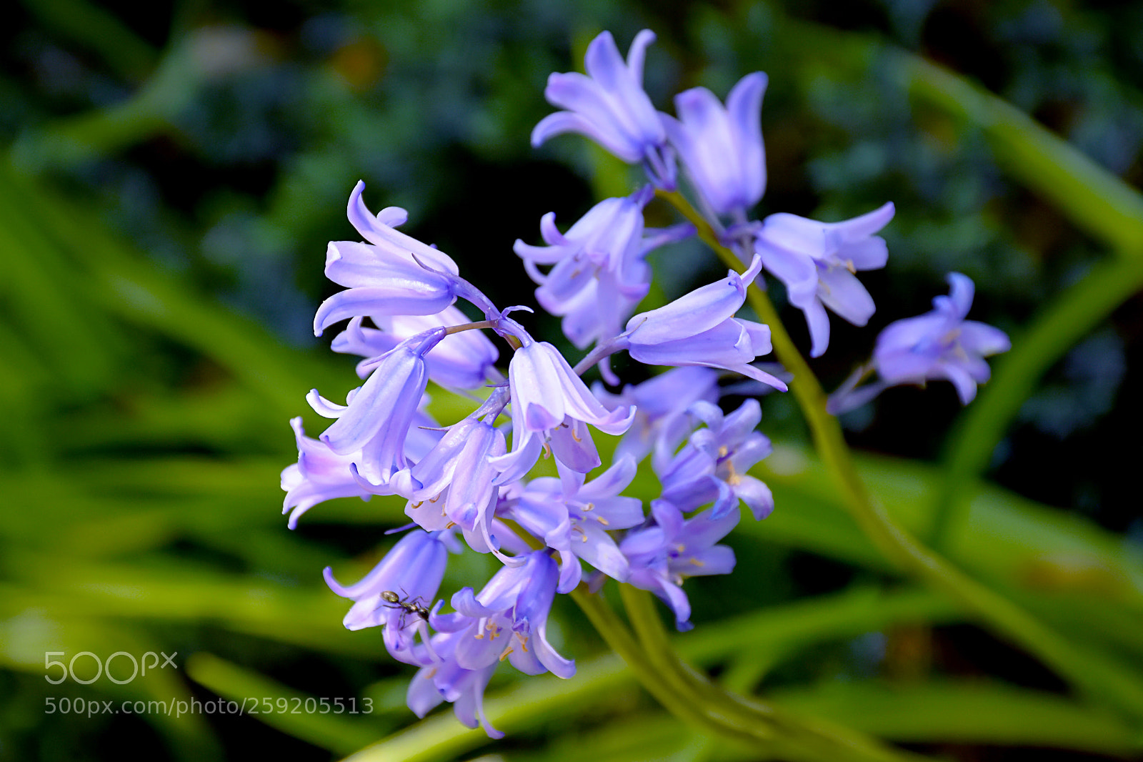 Nikon D7200 sample photo. English bluebells photography