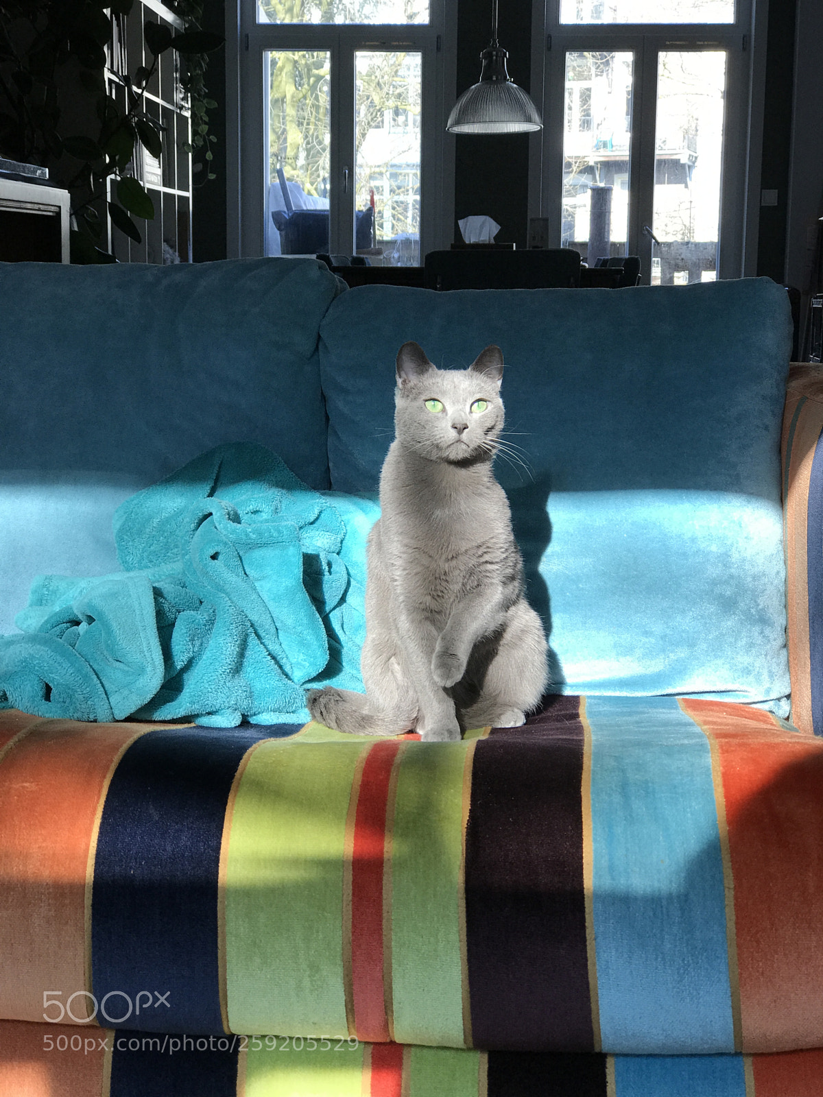 Apple iPhone 7 Plus sample photo. Russian blue cat nikki photography