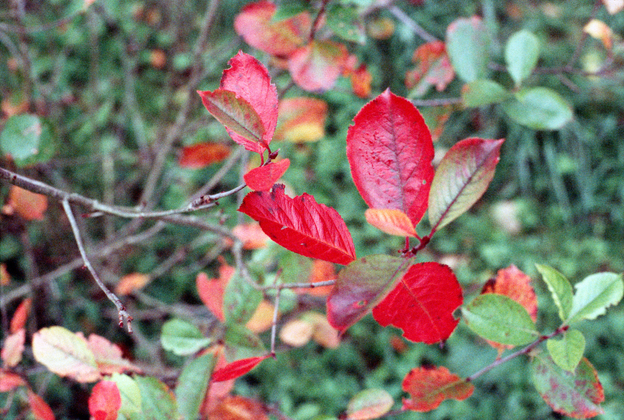 Pentax MZ-S sample photo. Expired film bokeh! photography