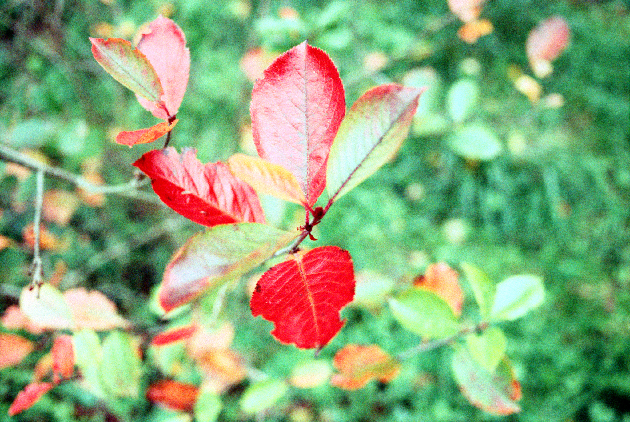 Pentax MZ-S sample photo. Expired film bokeh! photography