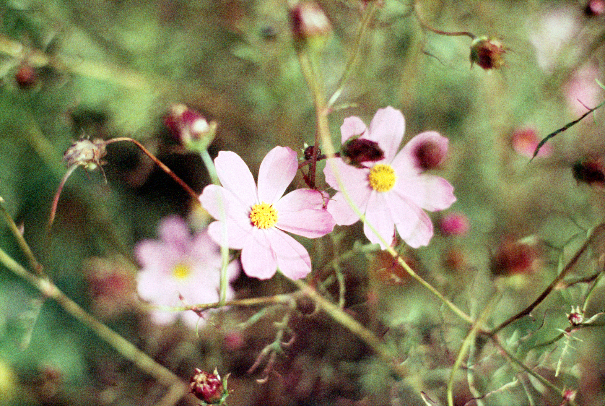 Pentax MZ-S sample photo. Expired film bokeh! photography