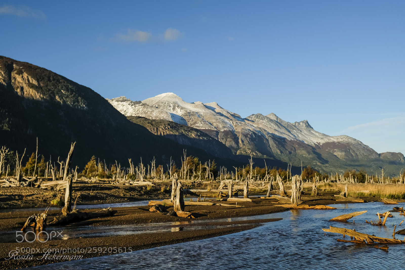 Fujifilm X-T20 sample photo. Dead forest - patagonia photography