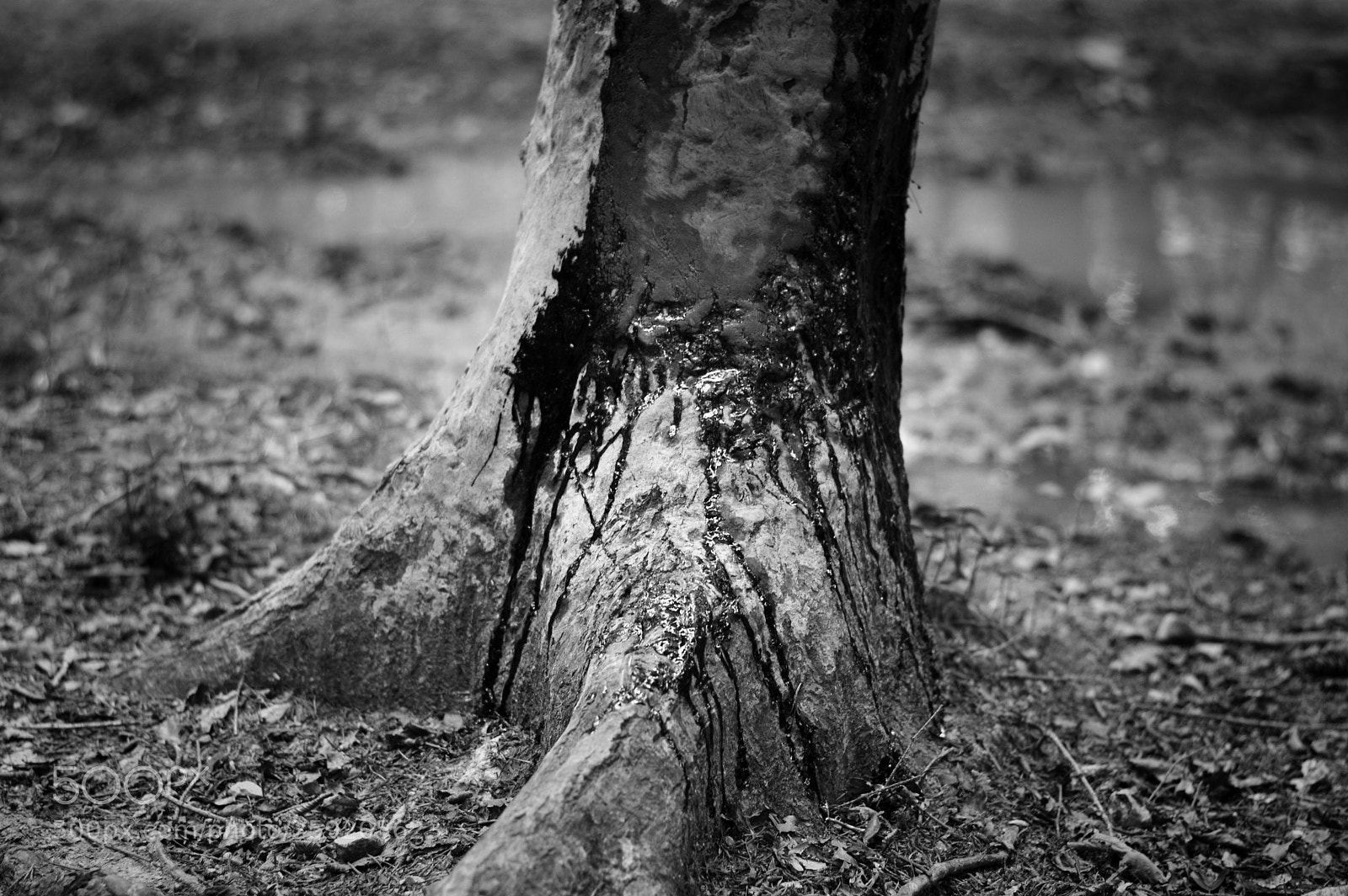 Nikon D3200 sample photo. Blood of tree photography