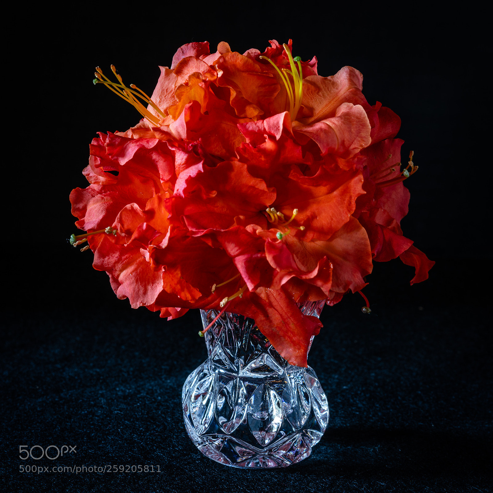 Sony a7R II sample photo. Orange azalea blossom photography