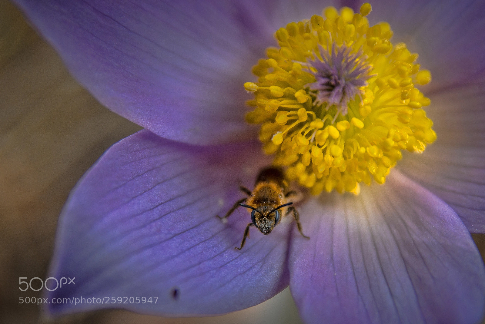 Nikon D7100 sample photo. The pollen guardian photography