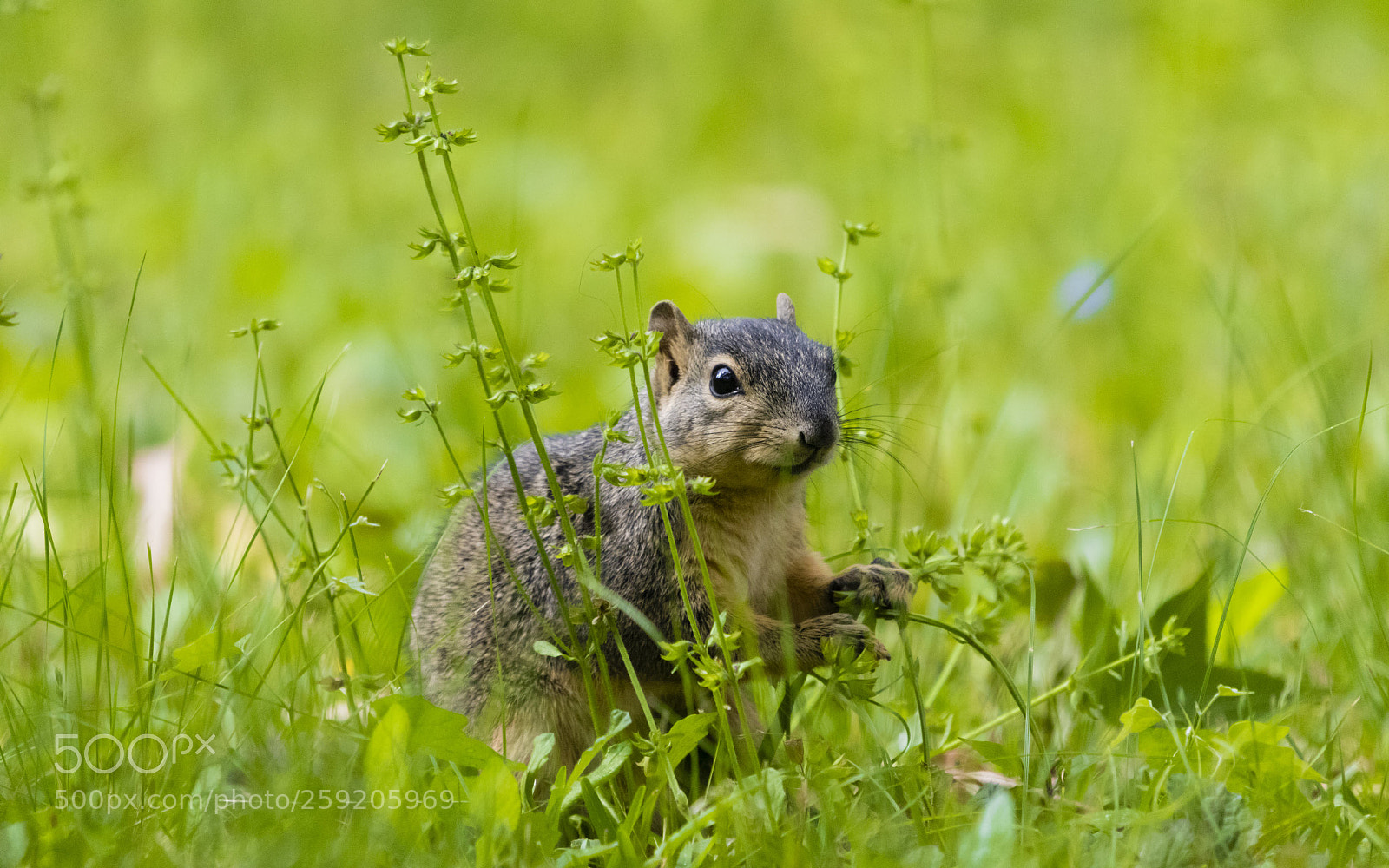 Canon EOS 80D sample photo. Squirrel in green photography