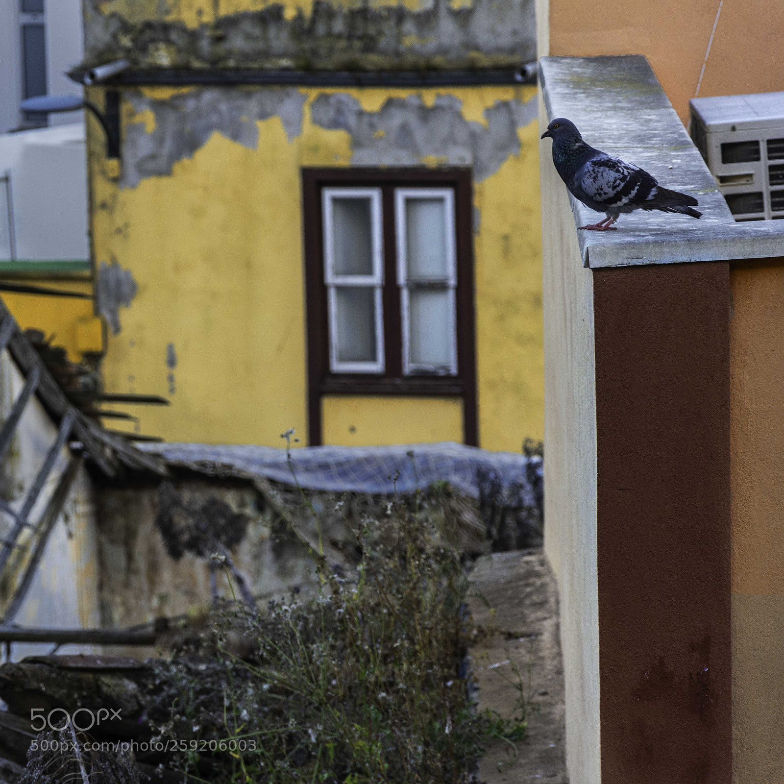 Nikon D7200 sample photo. Al borde del suicidio photography