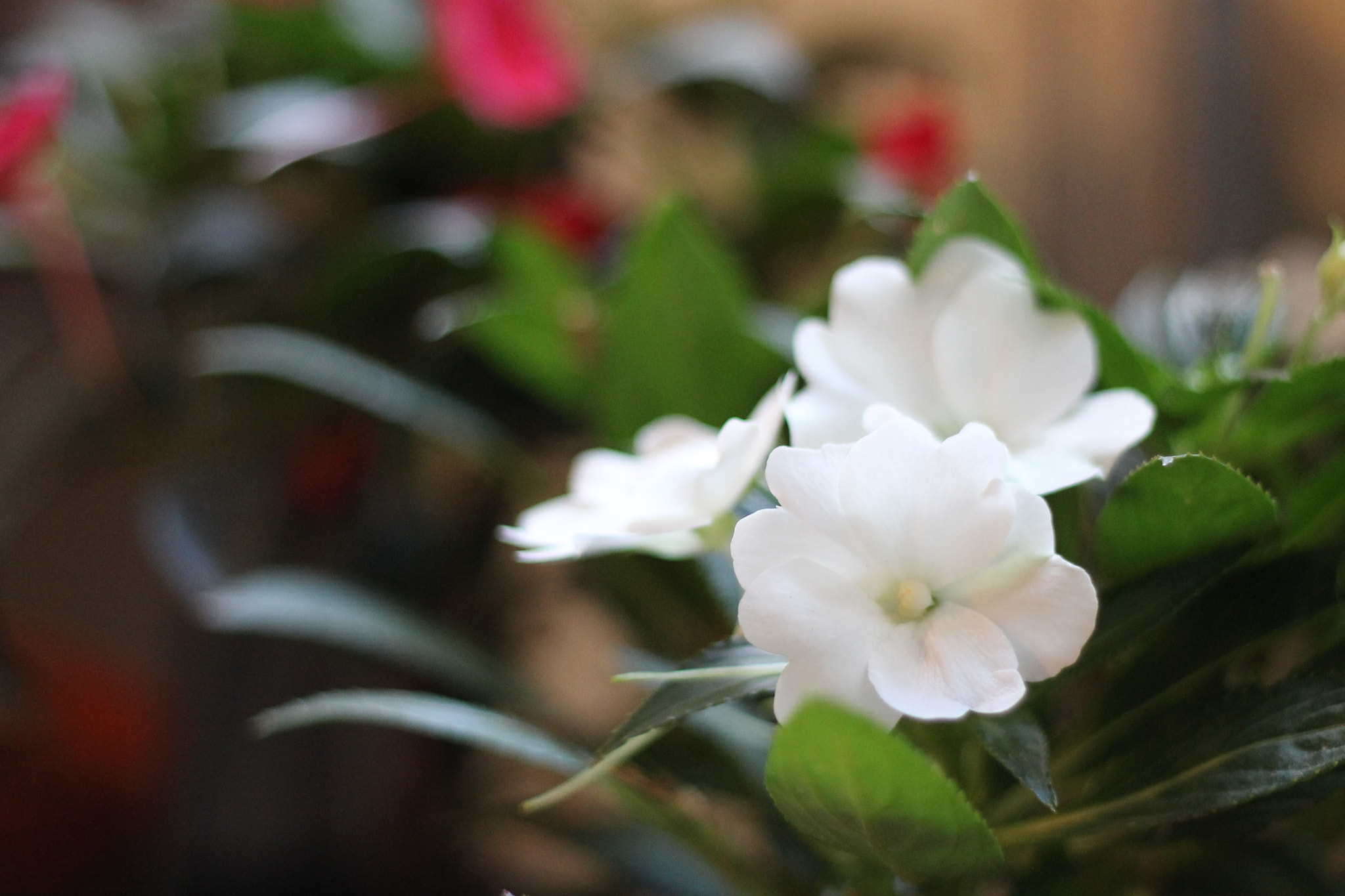 Canon EOS 1100D (EOS Rebel T3 / EOS Kiss X50) sample photo. Coquetas blancas photography