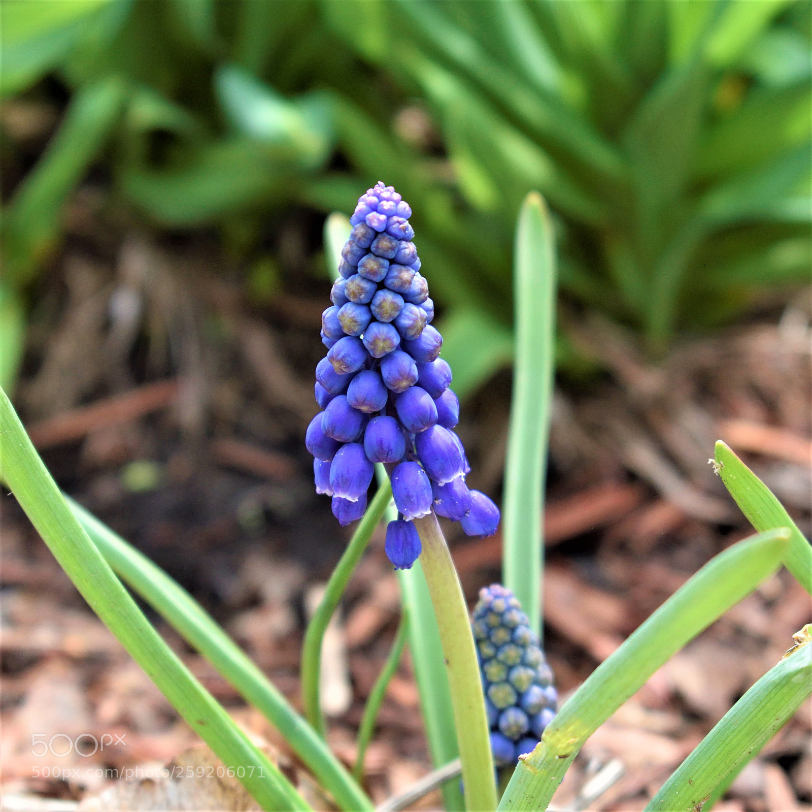 Nikon D5500 sample photo. Hyacinth photography