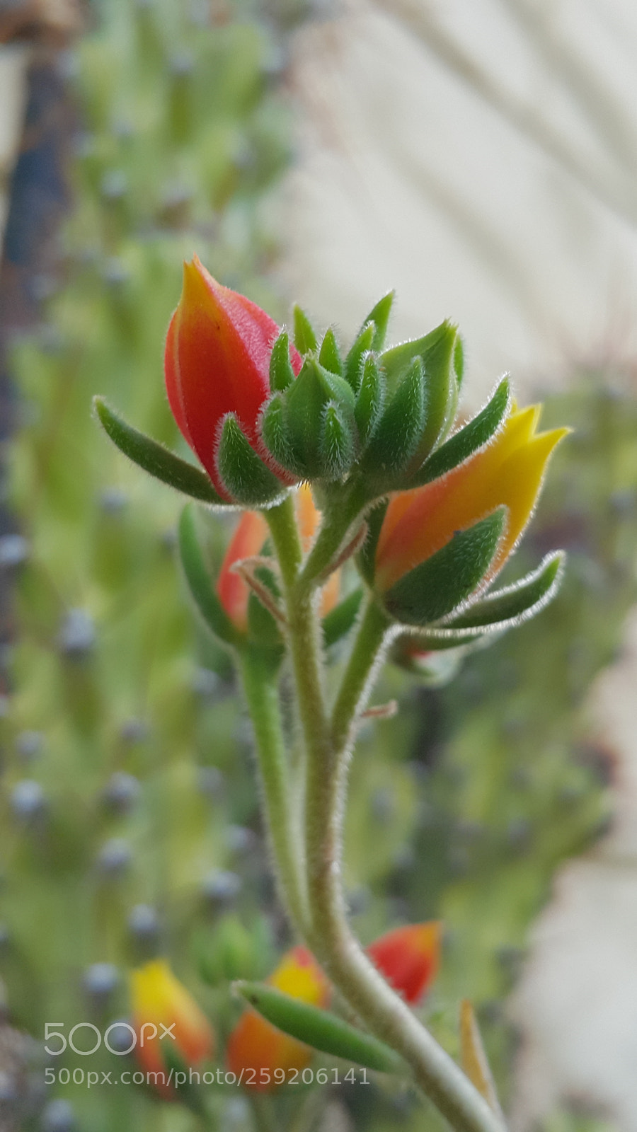 Samsung Galaxy Note4 sample photo. Cactus flowers photography