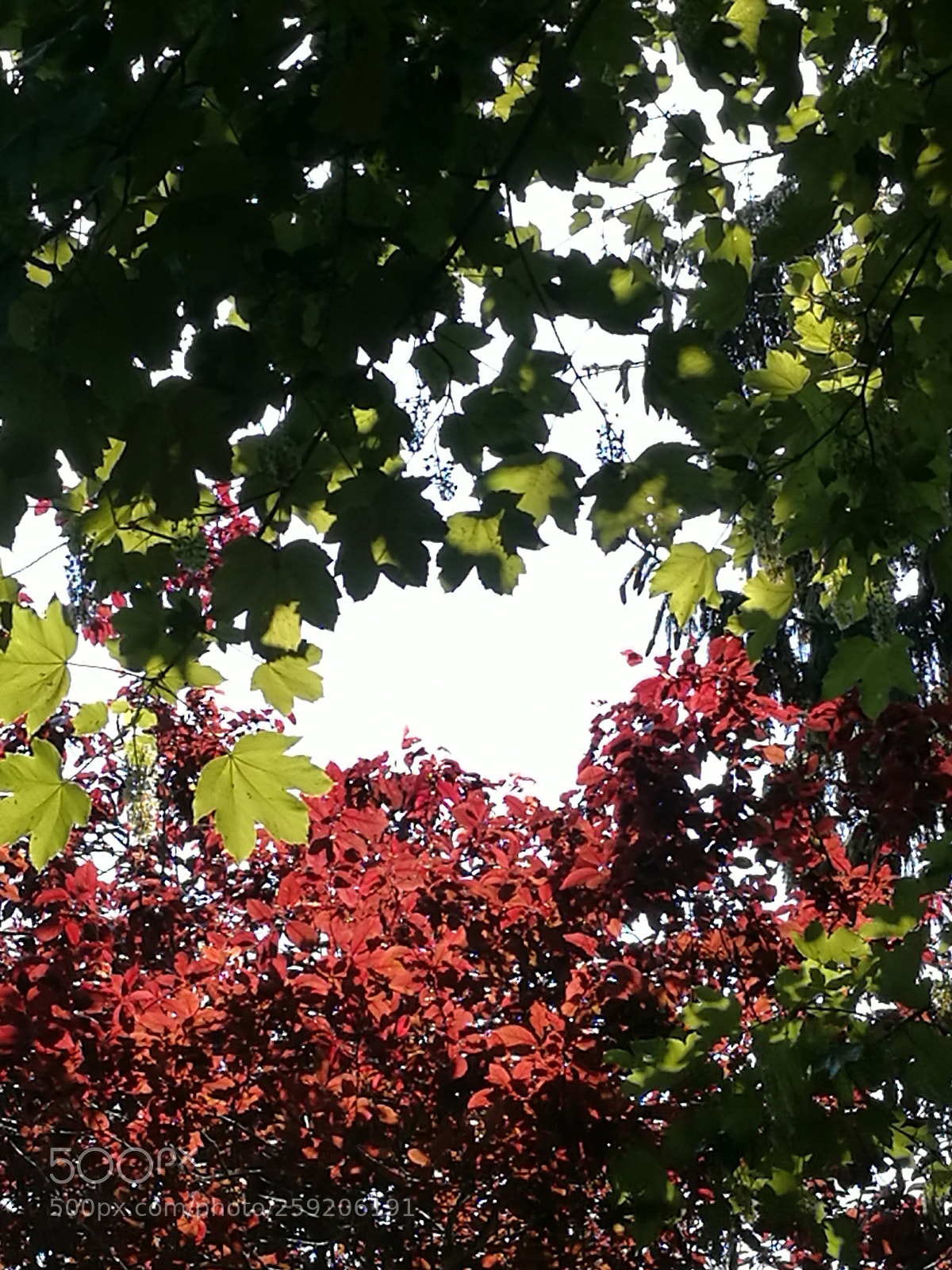 HUAWEI P9 sample photo. Red and green, shape photography