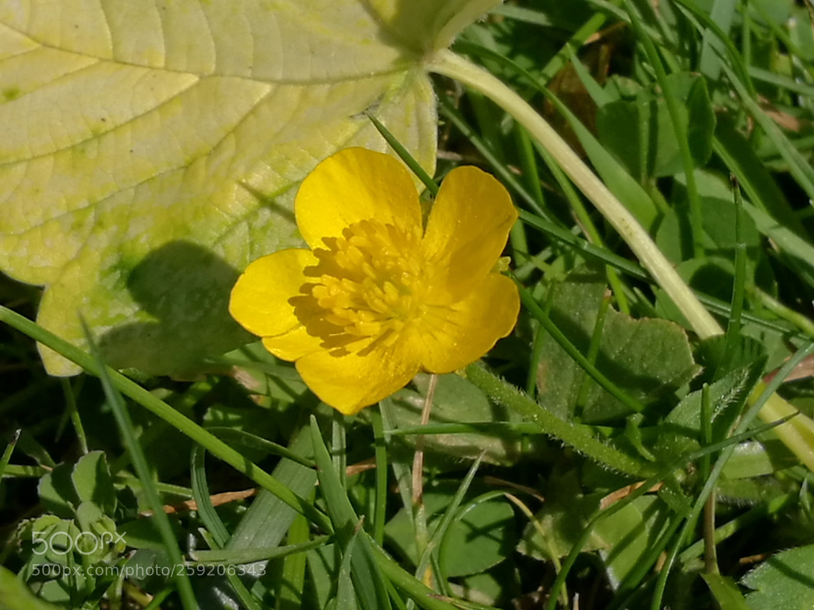 HUAWEI P9 sample photo. «bouton d'or» photography